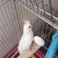 فروش عروس هلندی ماده البینو