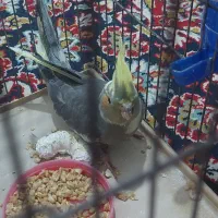 جوجه عروس هلندی