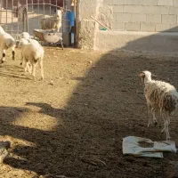 بره سبک|حیوانات مزرعه|شیراز, علی آباد|دیوار