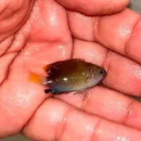 ماهی دامسل آب شور