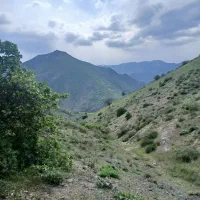 مشاوره درختکاری،هرس،قطره ای ،کود دهی
