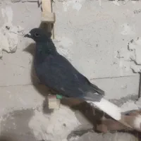 کفتر