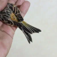 گلبسر قناری،فنچ کینگ،قفس سهره