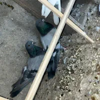 پرشی ، سالم|پرنده|پیر بکران, |دیوار