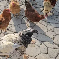 ۴ عدد مرغ تخم گزار ۲ ساله و ۲ عدد خروس|حیوانات مزرعه|فردوسیه, |دیوار