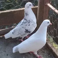 کبوتر پروازی