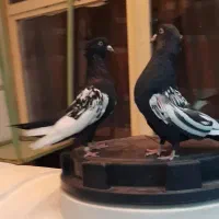 کبوتر سینه سیا واکسی