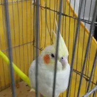 دستگاه تتو