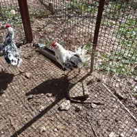 تخم مرغ گلیم اصل