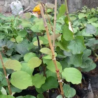 پخش نهال کیوی