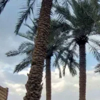 بریدن نخل قطع نخل سمپاشی نخل موریانه درخت هرس نخل|خدمات باغبانی و درختکاری|اهواز, نادری|دیوار