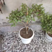 بونسای کراسوالا خرفه ای|گل و گیاه طبیعی|قم, هفت تیر|دیوار