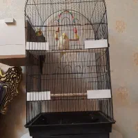 عروس هلندی  جفت نر و ماده با تمام وسایل وقفس