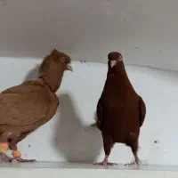 کفتر جفتی نروماده رنگه و آلمانی|پرنده|مشهد, عامل|دیوار