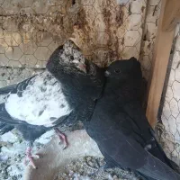 کفتر
