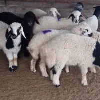 گوسفندکهره بره بزداشتی وگوشتی