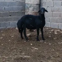 بره قوچ قره قزل|حیوانات مزرعه|زنجان, |دیوار