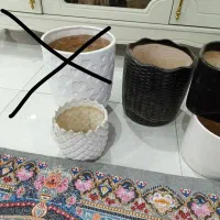 گلدان|گل و گیاه طبیعی|اهواز, کوی باهنر|دیوار