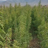 فروش نهال پاییزه تحویل سر خزانه گناباد|گل و گیاه طبیعی|گناباد, |دیوار