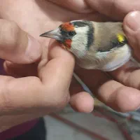 سهره|پرنده|خوی, |دیوار