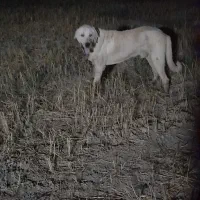 دوعدد توله پژدر|سگ|گنبد کاووس, |دیوار