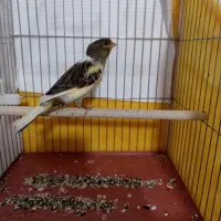 قناری ابلغ|پرنده|شیراز, کوشک میدان|دیوار