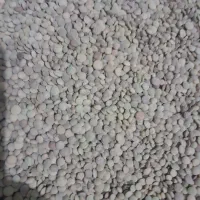 عدس وکاه عدس