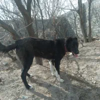 واگذاری توله نر قهدر جونی