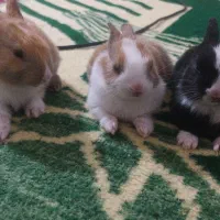 خرگوش خوشگل بفروش میرسد