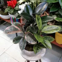 بنسای جنسینگ/بنسای فیکوس/گل آپارتمانی گیاه|گل و گیاه طبیعی|فردیس, فردیس|دیوار