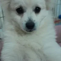 واگذاری سگ|سگ|چناران, |دیوار