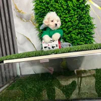 شیتزو مالتیز چشم ابی و چشم مشکی|سگ|کرج, شهرک بنفشه|دیوار