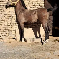 کره مادیون دوساله