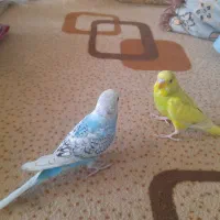 یه جفت مرغ عشق|پرنده|اهواز, منبع اب|دیوار