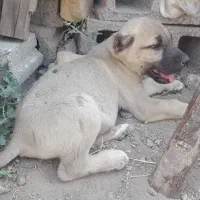 سرابی