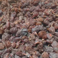 فروش گردو الو کشمش و بادام بوانات|خوردنی و آشامیدنی|شیراز, شهرک بهار|دیوار