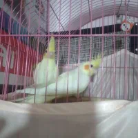 یه جفت عروس. هلندی لوتینو  سالم بدون پر ریزی|پرنده|پاکدشت, شهرک امام رضا|دیوار