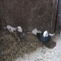 چند جفت پرنده|پرنده|بم, |دیوار
