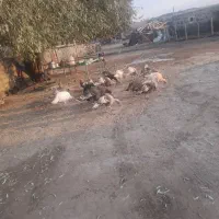 ۱۰عدد بوقلمون