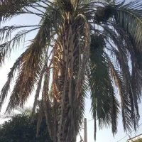 درخت نخل|گل و گیاه طبیعی|رشت, کوی مهر|دیوار