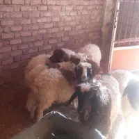 بره درجه یک باب پروار|حیوانات مزرعه|ایوان, |دیوار