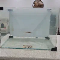 اکواریوم شیشه خم