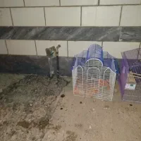 قفس دونه آیی 300 حراجج