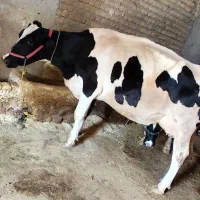گاو هلشتاین شیرا