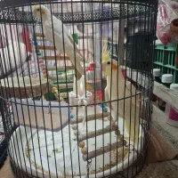 جوجه عروس هلندی