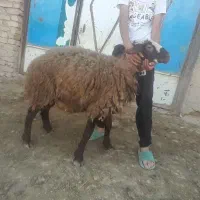 سه راس بره ماده هترو|حیوانات مزرعه|شیروان (خراسان), |دیوار
