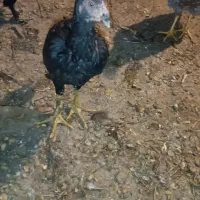 لاری  پنج ماهه دم تخم|حیوانات مزرعه|کشکسرای, |دیوار