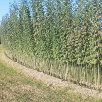 نهال صنوبر نیگرا ترکیه وانواع نهال مثمر و غیر مثمر|خدمات باغبانی و درختکاری|تایباد, |دیوار