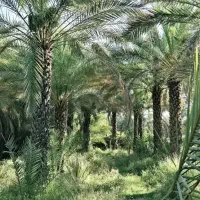 گیلان سبز نخل پالم فونیکس تنها مرجع رسمی ایران|گل و گیاه طبیعی|رشت, پارک شهر|دیوار