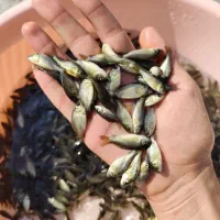 کپور نژاد تاتا مجارستانی آمور (کپور علف‌خوار)